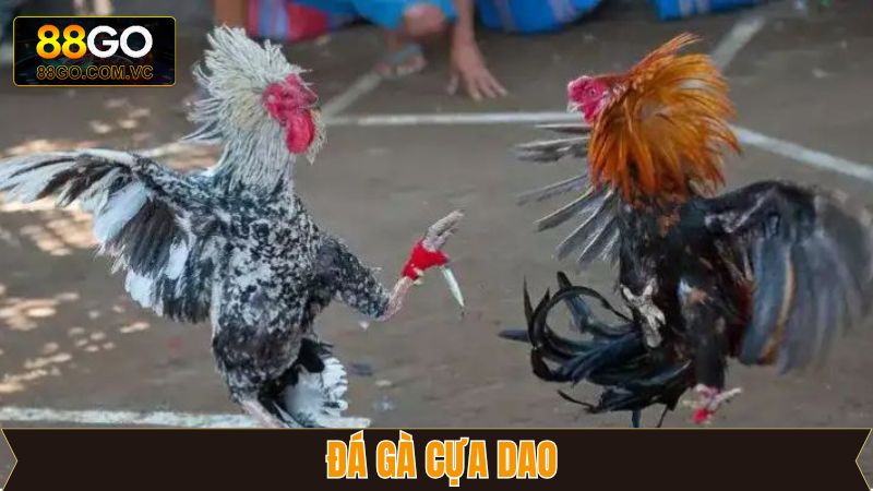 Đá Gà Cựa Dao - Mãn Nhãn Với Những Trận Đấu Nảy Lửa Tại 88GO
