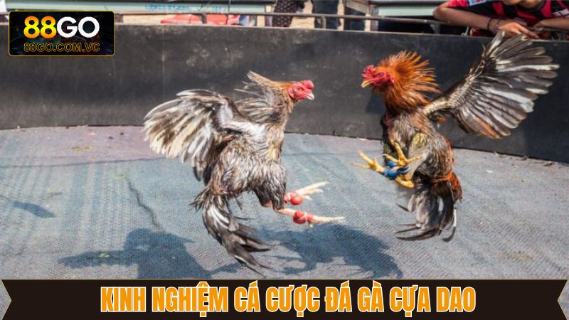 Kinh nghiệm chơi chọi kê cựa dao cực kỳ đỉnh cao
