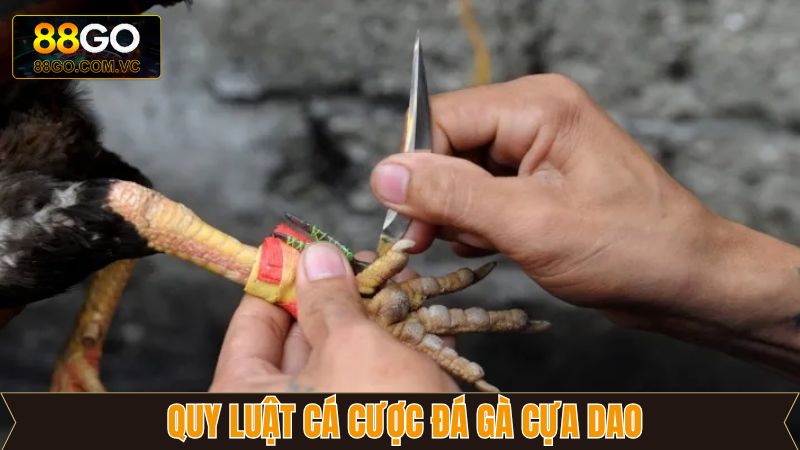 Hướng dẫn luật đá gà cựa dao cho người mới bắt đầu