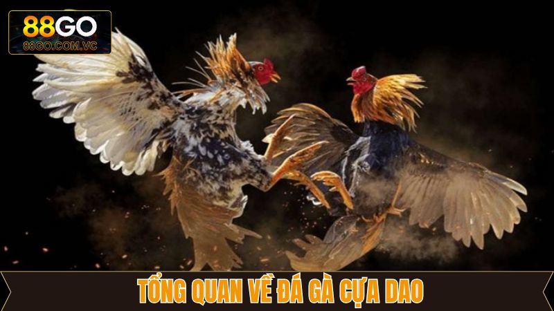 Vài nét về hình thức chọi kê cựa dao hấp dẫn